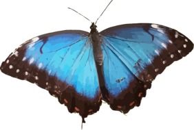 butterfly insect with blue wings