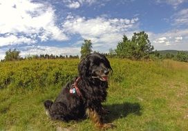 Cute black and brown dog on a green meadow