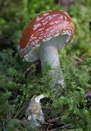fly agaric is a toxic mushroom