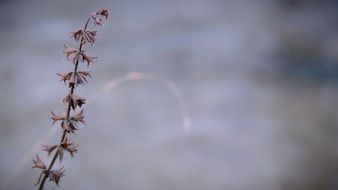 plant branch in winter