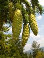 green pine cones