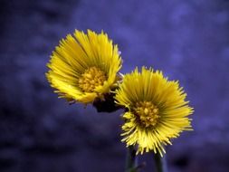 mother and stepmother as a plant with yellow flowers