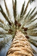 high palm tree bottom view