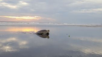 sea turtle crawling from ocean on wet glossy sand at sunset