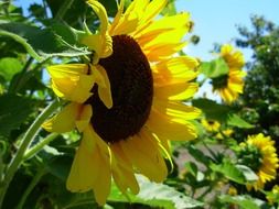 field of growing bright sun flowers