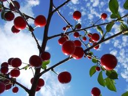 red cherries on the branch