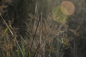 sun glare on dry grass