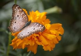 Brown and white butterfly on the yellow flower