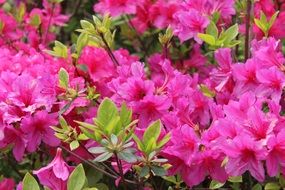 azalea as pink thickets