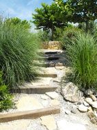 Beautiful walk path in garden among the tall green ornamental grass