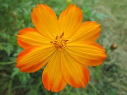 park flower garden plant orange