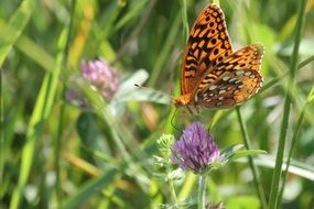 orange butterfly with a black pattern on a purple flower