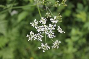 white flowers of a green plant in nature