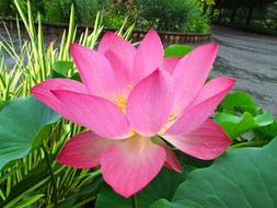 pink lotus closeup