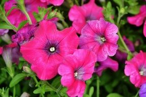 bright pink flowers in summer