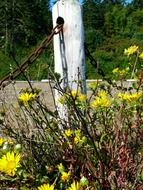 wildflowers near the fence with chains