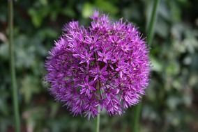 Purple flower in flower bed