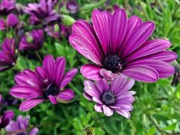 dark purple chrysanthemums like daisies