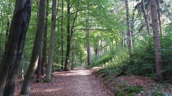 forest path near the trees