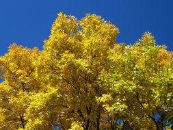 picture of the yellow leafed tree in a park