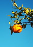 orange citrus on a tree branch