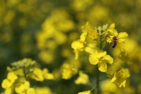 bee on rape flower
