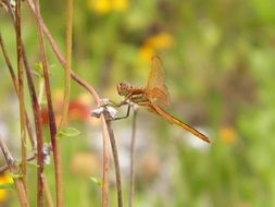 dragonfly on wild flower