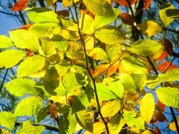 Picture of the bright green leaves in the bright sun close-up