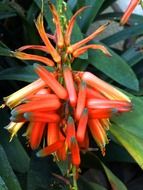 red exotic flower in nature