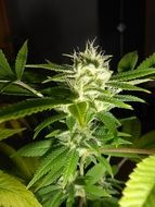 marijuana plant