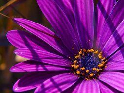 purple flower nature flora beautiful