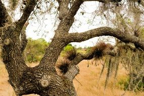 parasitic plants on Ugly bare tree