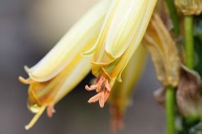 stamens in the closed bud