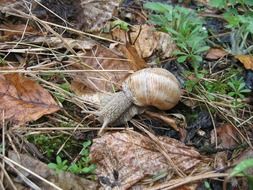 snail among the dry leaves