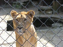 Lion behind the fence