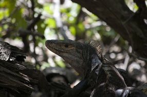 iguana in forest