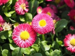 terrific pink daisy flowers