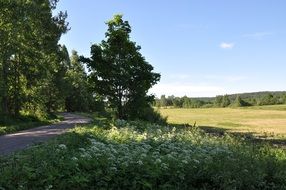 meadow with flowers in finland