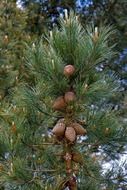 Close-up of green fir cones on the green fir tree