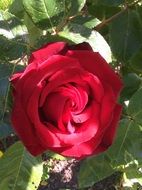 red garden rose in light and shadow