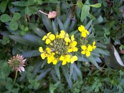 treacle mustard, wormseed wallflower, blooming plant, top view