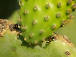 cactus is an ornamental plant