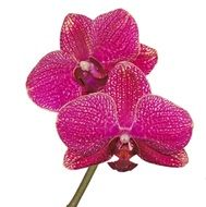 purple Phalaenopsis is a type orchid