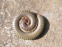 millipede as a spiral