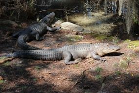 alligator eptile close-up sunny portrait