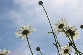 White daisies in the wildlife