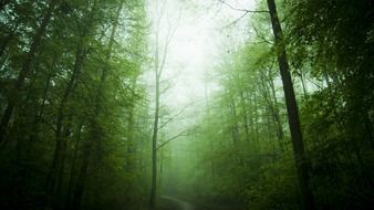 rain forest in the morning