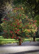 summer red flowers on a bush