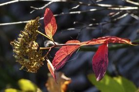 red leaves of a wild plant on a blurred background