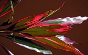 green leaves of a plant with red lines
